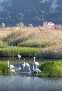View of flamingos