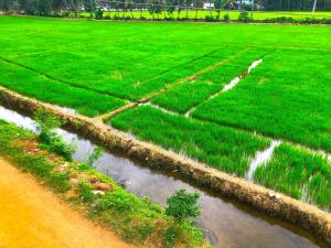 Bird Nest Yala Safari Guest House