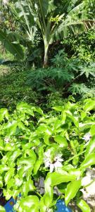 Viktor home for rent