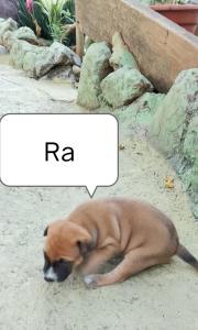 Viktor home for rent