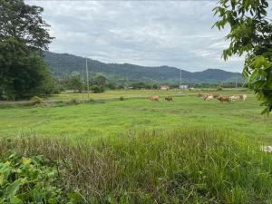 Cabin Roomstay with Pool in Langkawi
