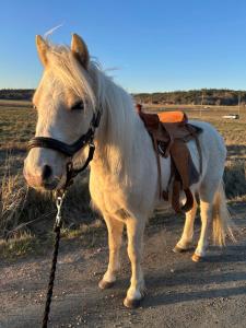 Litet charmigt hus på hästgård