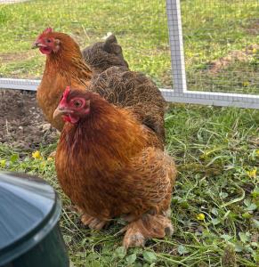 Johannas Ranch Kullavik rummet