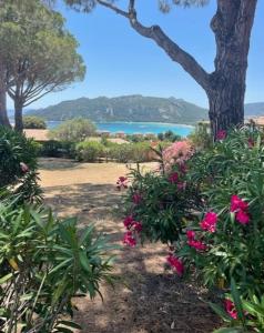 Appartements Apartment in Porto-Vecchio with pool : photos des chambres