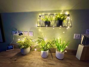 Luxe Chic Retreat - Tropical Vibes & Skylight Serenity - WiFi - Large Smart TV - Minutes Walk to Town and Beach - Sleeps 3