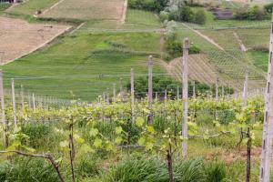 Slow Villa Barbara - Wine Estate with Private Pool, Air Conditioning and Panoramic Views on Castle and Vineyards img44