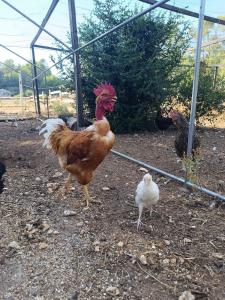 Domaine des anges