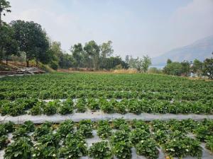 Kabir Farms