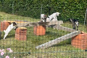 Maisons de vacances Ty roparzh : photos des chambres