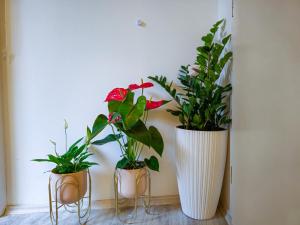 Apartment Smokvica
