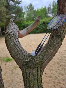 Jemioła Chaty Niedźwiady Małe