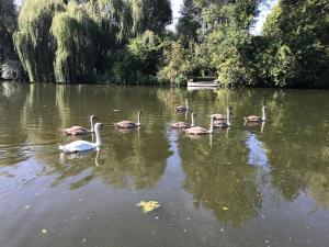 Maison entière sur une île privée, au cœur du marais de Tilques