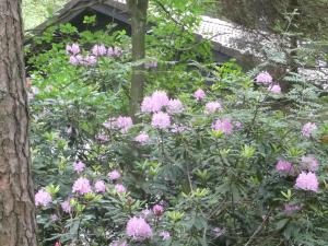 Cozy house in the middle of nature