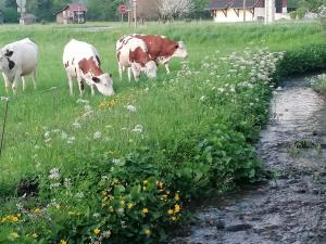 Chalets Chalet CARIBOU 74 avec Piscine Chauffee : photos des chambres