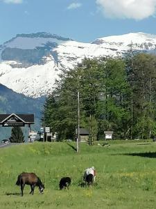 Chalets Chalet CARIBOU 74 avec Piscine Chauffee : photos des chambres