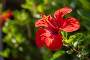 JERA Holiday Collection VULCANO UNO - Garden View