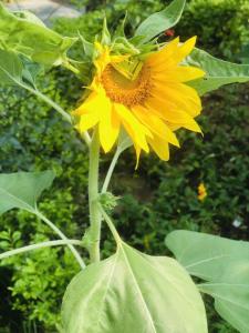 Trang an green river homestay