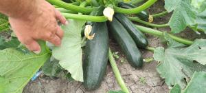 FSQH PARASZTHÁZ Farmhouse