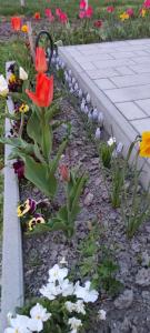 FSQH PARASZTHÁZ Farmhouse