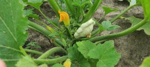 FSQH PARASZTHÁZ Farmhouse