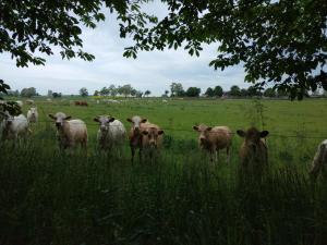 Wilde Möhre Bauwagen Sommerküche Draussen Abenteuer