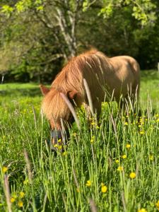 Maisons de vacances Le Ruisseau Gite Ideal pour un Sejour a Deux au Fil de l-Eau : photos des chambres