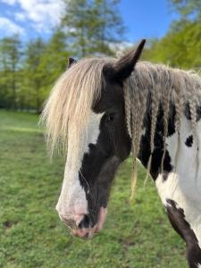 Maisons de vacances Le Ruisseau Gite Ideal pour un Sejour a Deux au Fil de l-Eau : photos des chambres