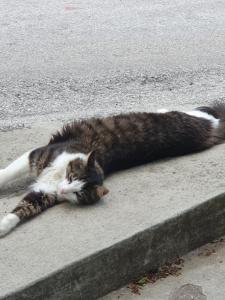 ALPINE VILLAGE APARTMENT with a private terrace, garden, and parking - at a walking distance from LAKE BLED