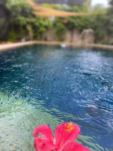 Studio Type Apartment 2 with Pool and Tennis Court