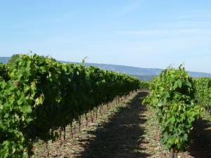 Maisons de vacances Le Luberon : photos des chambres