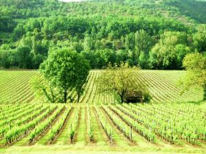 Maisons de vacances Cottage in Vezac with Pool & River Nearby : photos des chambres