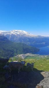Fjords & glaciers - Stryn