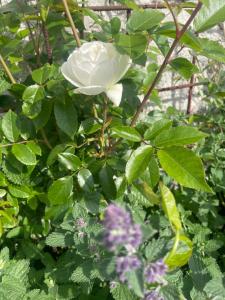 North Shore Sligo - Cabins