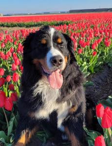 Romantisch Huisje nabij het strand met uitzicht op de tulpenvelden