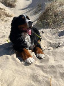Romantisch Huisje nabij het strand met uitzicht op de tulpenvelden