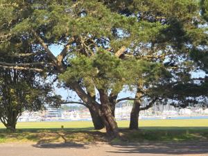 Catalina19 Guest home share