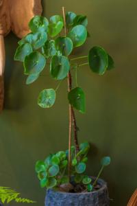 Tiny house - fietsverhuur, eigen keuken en badkamer