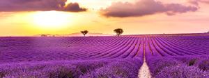 Maisons de vacances Gite Valensole : photos des chambres