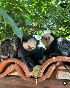 Casa clorophila is a comfortable inn