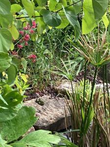 Saumur Loire chambres et gite