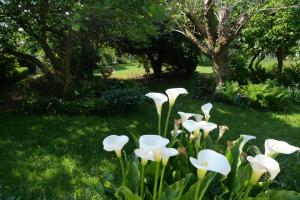 B&B / Chambres d'hotes Ty ar gwez : photos des chambres