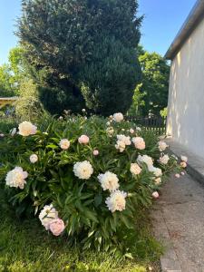 Appartements Studio independant Lisieux : photos des chambres