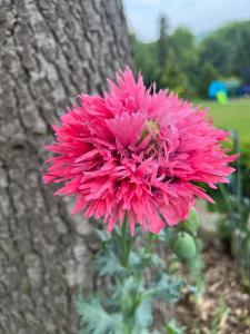 Stanton Lodge Cottage - sleeps 5