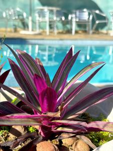 Pousada Sr Marinheiro