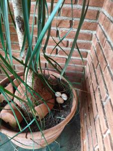 Chácara dos Pinheiros