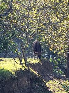 Glen Mist, Mesmerizing Valley View Homestay, Kodai