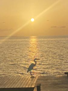 Caribbean apartment in private area