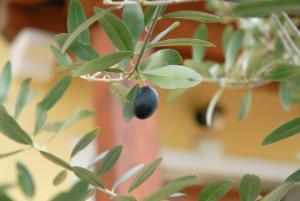 Guest House Stancija Kovacici