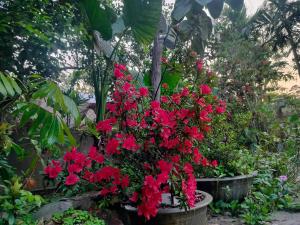 Quốc Cảnh Homestay