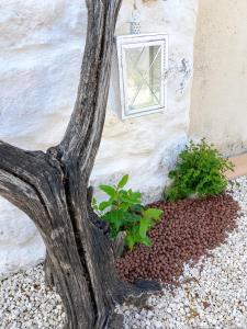 Maisons de vacances Maisonnette Soleil : photos des chambres